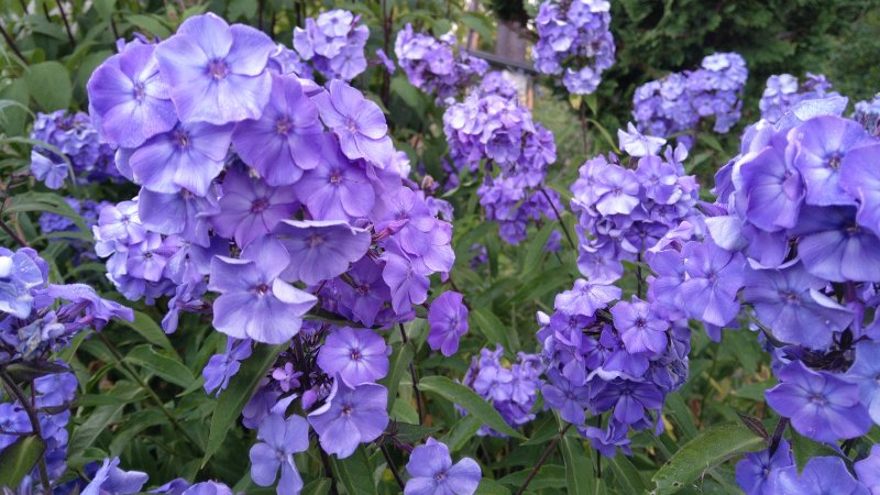 Phlox paniculata 'Blue Paradise' Aed-leeklill